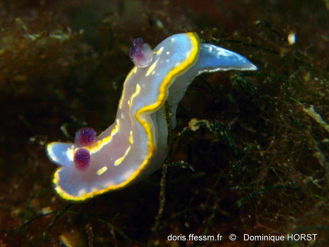 Rudmania_krohni-doho2