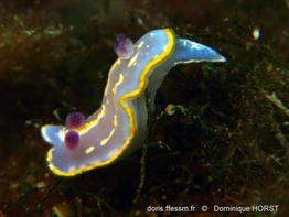 Rudmania_krohni-doho2