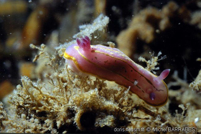 Rudmania_krohni-miba601