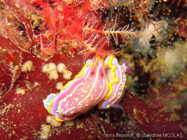 Rudmania_krohni-sani441