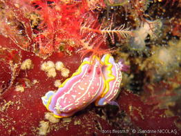 Rudmania_krohni-sani441