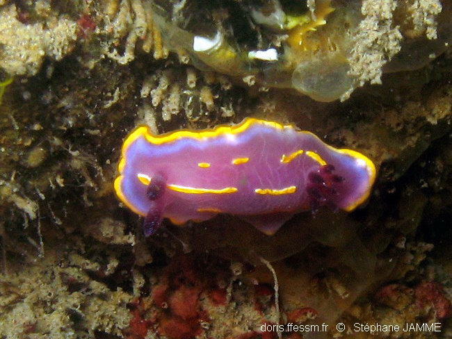 Rudmania_krohni-stja301