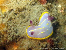 Rudmania_krohni-stja302