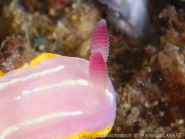 Rudmania_krohni-vela501