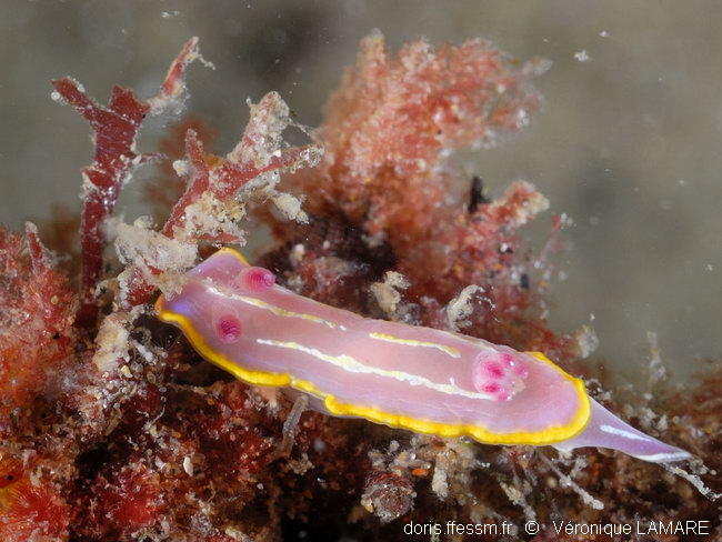 Rudmania_krohni-vela502