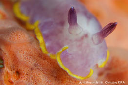 rudmania_purpurea-cr1