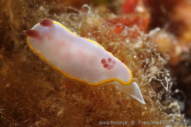 rudmania_purpurea-fr1