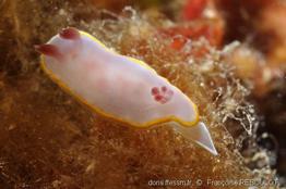 rudmania_purpurea-fr1