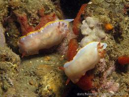 rudmania_purpurea-hr1