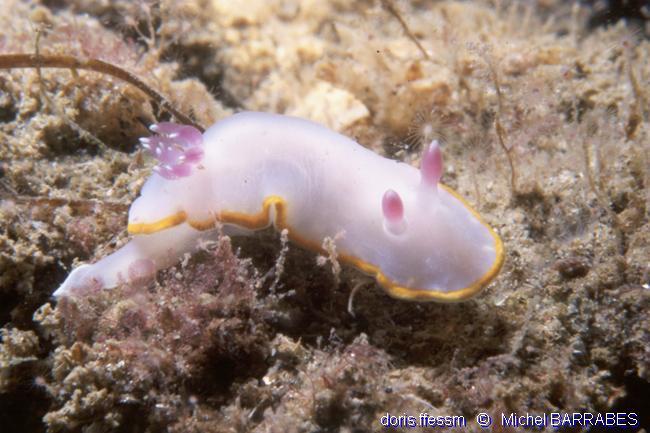 rudmania_purpurea-mb2