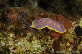 rudmania_purpurea-md1