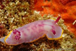 rudmania_purpurea-ss2