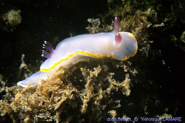 rudmania_purpurea-vl1