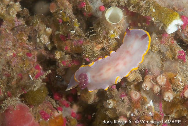 rudmania_purpurea-vl2