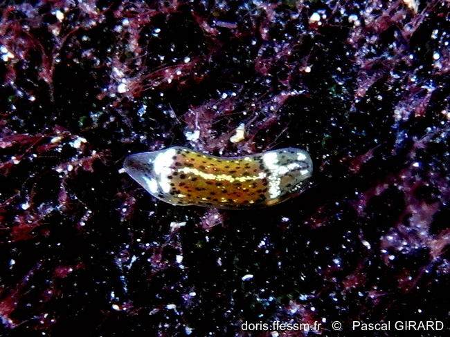 Runcina-adriatica_pg1