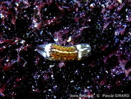 Runcina-adriatica_pg1