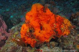 agelas_clathrodes_vl2