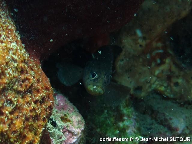 rypticus subbifrenatus-jms4