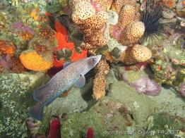 rypticus_saponaceus_apr1
