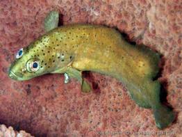 Rypticus_subbifrenatus_jms2