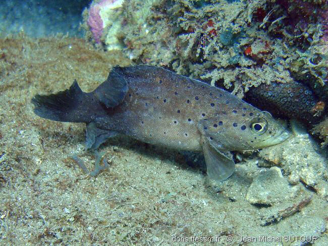 rypticus_subbifrenatus_jms3