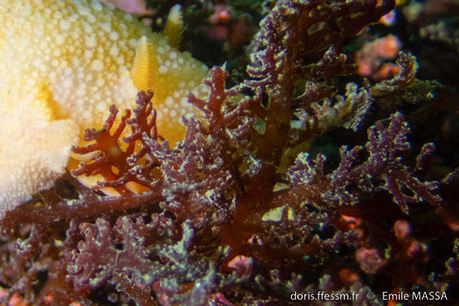 rytiphlaea_tinctoria-em1