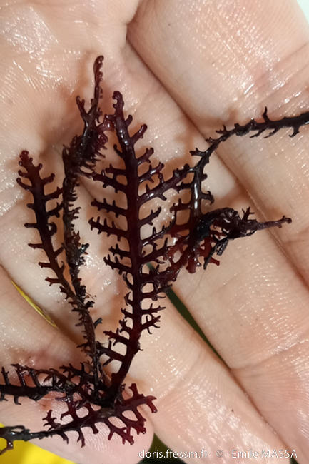 rytiphlaea_tinctoria-em2