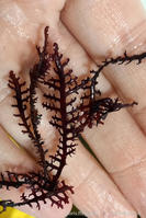 rytiphlaea_tinctoria-em2