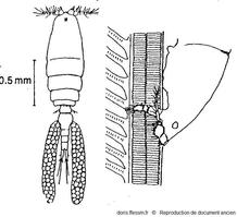 Sabelliphilus_elongatus_Stock_Gotto_01