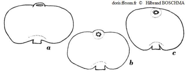 Sacculina_gerbei_hibo_01