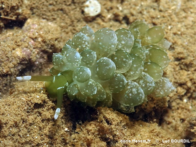 Emeraude des caulerpes