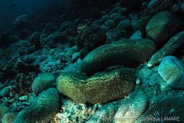 herpolitha_limax-vl3