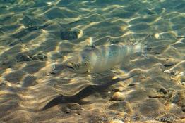 salmo_salar-sg01