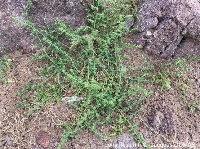 salsola_squarrosa-jd01