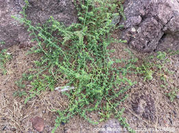 salsola_squarrosa-jd01