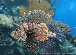 pterois_volitans-vl1
