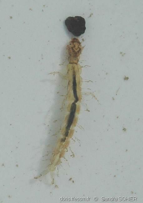 trichoptera-polycentropodides-sas3