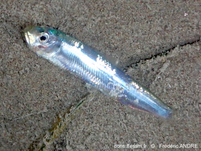 Sardinella_aurita-fean293