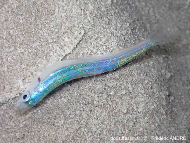 Sardinella_aurita-fran292