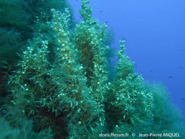 sargassum_acinarium-jmp3