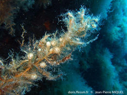 sargassum_acinarium-jpm1