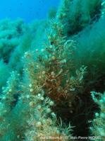 sargassum_acinarium-jpm2