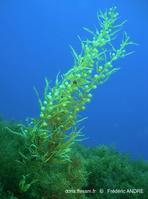 sargassum_sp-fa1