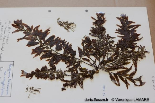 sargassum_trichocarpum-vl1