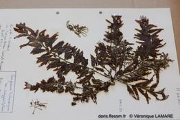 sargassum_trichocarpum-vl1