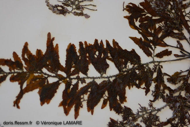 sargassum_trichocarpum-vl2