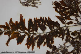 sargassum_trichocarpum-vl2