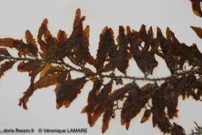 sargassum_trichocarpum-vl3