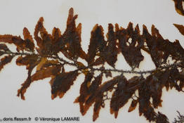 sargassum_trichocarpum-vl3