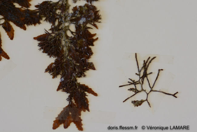 sargassum_trichocarpum-vl4